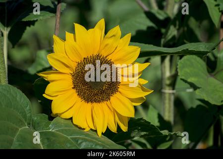 beau tournesol jaune et rouge dans un jardin Banque D'Images