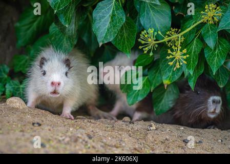 Deux jeunes nutrias myocastor coypus rats blancs rats musqués herbe verte sèche automne Moldavie ivy sauvage Banque D'Images