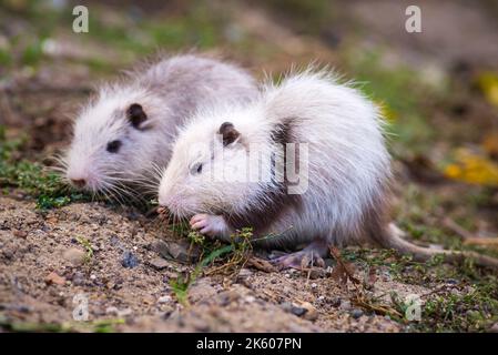 Deux jeunes nutrias myocastor coypus rats blancs rats musqués herbe verte sèche automne Moldavie ivy sauvage Banque D'Images