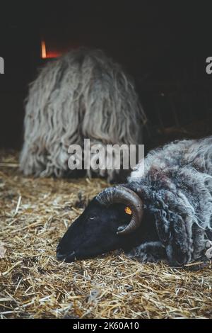 élevage naturel animal fatigué de la maison de moutons Banque D'Images