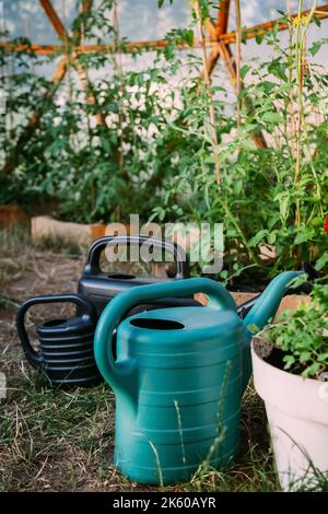 Semis en serre. Produits d'irrigation. Jardinage écologique. Plusieurs arrosoirs colorés et de différentes tailles au sol près de la planche de jour. Banque D'Images