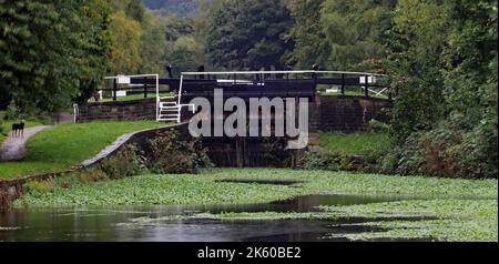 Il pleut au sommet des écluses de Wigan sur les canaux L et L en septembre 2022 et avec les écluses ont été fermées depuis juillet le pennywort est prospère. Banque D'Images