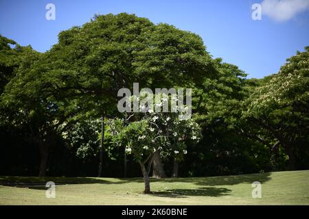 Une vue panoramique de la plumeria acuminata arbre avec fleurs blanches qui fleurit dans le parc Banque D'Images
