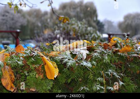 Premiers signes de l'hiver dans le parc avec des feuilles ocres et une mince couverture de glace Banque D'Images