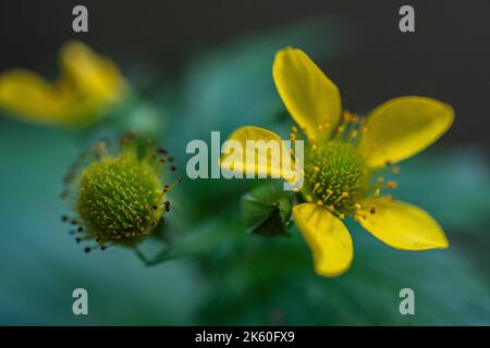 Gros plan de fleurs d'avens de bois sur un arrière-plan flou Banque D'Images