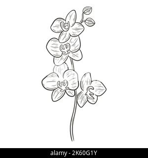 Illustration vectorielle isolée d'esquisse monochrome de branche d'orchidée en fleurs. Les fleurs de Phalaenopsis sont naturelles belle décoration. Fleur tropicale exotique Illustration de Vecteur