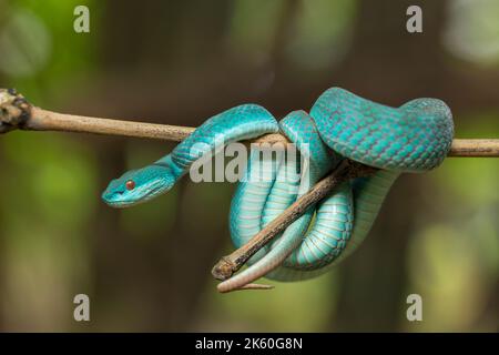 Serpent insularis bleu (Trimeresurus insularis) Pit Viper à lèvres blanches accroché à une branche Banque D'Images