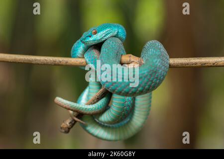 Serpent insularis bleu (Trimeresurus insularis) Pit Viper à lèvres blanches accroché à une branche Banque D'Images