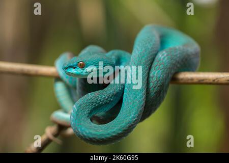 Serpent insularis bleu (Trimeresurus insularis) Pit Viper à lèvres blanches accroché à une branche Banque D'Images