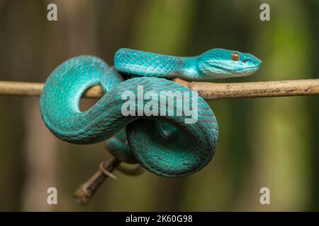 Serpent insularis bleu (Trimeresurus insularis) Pit Viper à lèvres blanches accroché à une branche Banque D'Images