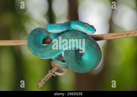 Serpent insularis bleu (Trimeresurus insularis) Pit Viper à lèvres blanches accroché à une branche Banque D'Images