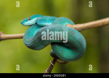 Serpent insularis bleu (Trimeresurus insularis) Pit Viper à lèvres blanches accroché à une branche Banque D'Images