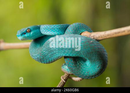 Serpent insularis bleu (Trimeresurus insularis) Pit Viper à lèvres blanches accroché à une branche Banque D'Images