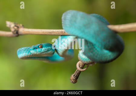 Serpent insularis bleu (Trimeresurus insularis) Pit Viper à lèvres blanches accroché à une branche Banque D'Images
