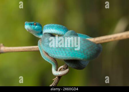 Serpent insularis bleu (Trimeresurus insularis) Pit Viper à lèvres blanches accroché à une branche Banque D'Images