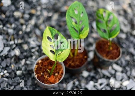 Monstera Acuminata Aurea Varigé dans le pot - fromage suisse aurea Varigé Banque D'Images