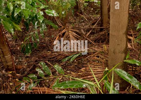 Le sol humide de la forêt tropicale de la forêt de loland sur Tamborine Mountain, en Australie. Litière de feuilles et feuilles humides de gingembre indigène, Alpinia caerulea. Banque D'Images