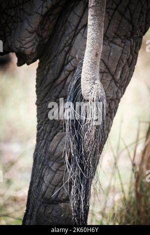 Gros plan vertical de la queue de l'éléphant (Loxodonta africana) des cheveux épais. Okavango Delta, Botswana, Afrique Banque D'Images