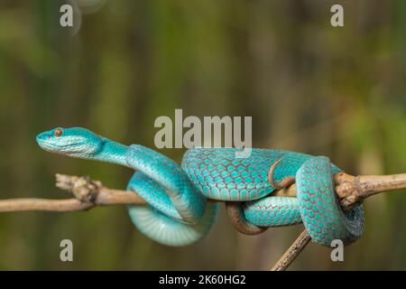 Serpent insularis bleu (Trimeresurus insularis) Pit Viper à lèvres blanches accroché à une branche Banque D'Images