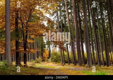 Jour en forêt d'automne. Octobre dans la forêt européenne. Banque D'Images