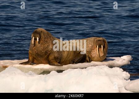 Morses (Odobenus rosmarus) situées sur la glace flottante, détroit de Davis, Nunavut, Canada Banque D'Images