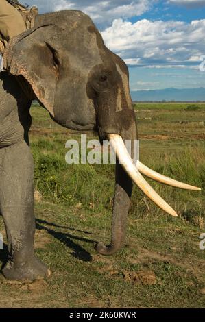 L'éléphant d'Asie ou d'Asie, Elephas maximus, parc national de Kaziranga, Assam, Inde Banque D'Images