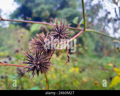 Bidens pilosa (mendiant-tiques poilues) boutons de fleurs sauvages dans les jungles d'Uttarakhand Inde. Banque D'Images