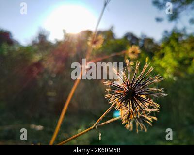 Bidens pilosa (mendiant-tiques poilues) boutons de fleurs sauvages dans les jungles d'Uttarakhand Inde. Banque D'Images