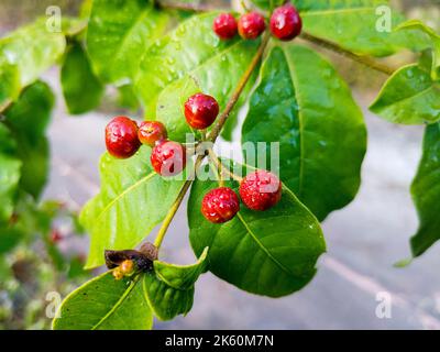 Fruits et feuilles de Rauvolfia tetraphylla, communément connu sous le nom d'arbre ou de diable-poivre. Uttarakhand Inde. Banque D'Images