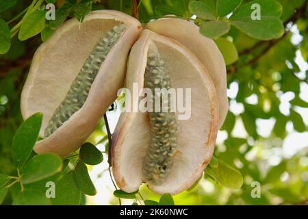 Vigne au chocolat. Akebia quinata. Fruits tropicaux comestibles. Banque D'Images