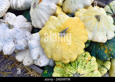 Courge jaune d'été Pattypan de forme arrondie et peu profonde et bords festonnés Banque D'Images