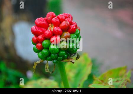 Arisaema serratum est une espèce d'herbes de la famille des Araceae. Ils ont une forme de croissance auto-soutenue. Ils ont de larges feuilles Banque D'Images