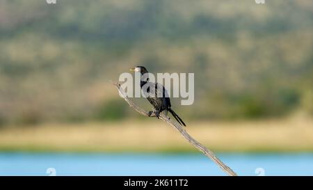 Reed Cormorant ( Phalacrocorax africanus ) Réserve naturelle de Pilanesberg, Afrique du Sud Banque D'Images