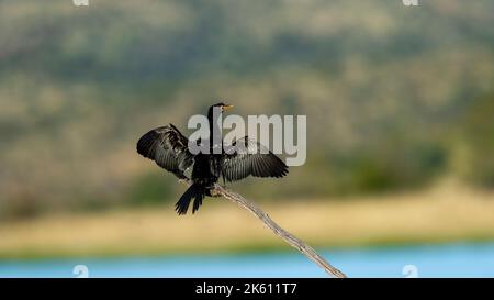 Reed Cormorant ( Phalacrocorax africanus ) Réserve naturelle de Pilanesberg, Afrique du Sud Banque D'Images