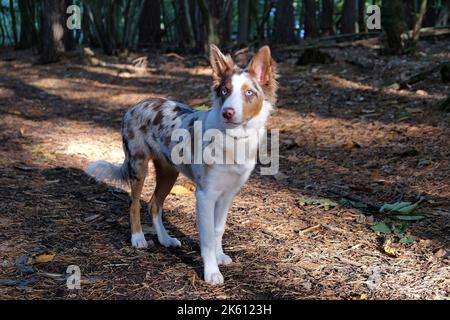 Un petit chiot de cinq mois, rouge merle border collie, dans la forêt. Banque D'Images