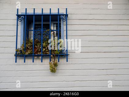 Barres de fenêtres bleues dans un mur de briques blanches et ornées de petits pots Banque D'Images