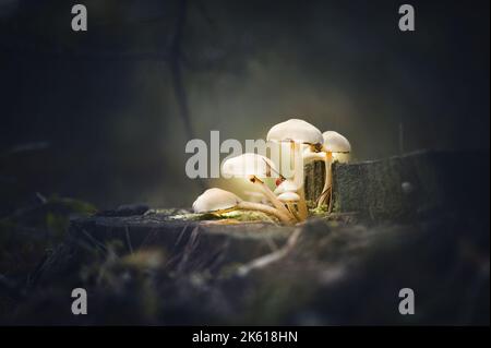 Champignons incandescents champignons sur la souche d'arbre dans la forêt sombre avec coccinelle de gros plan. Touche Bas. Arrière-plan macro nature magique. Mise au point douce. Banque D'Images