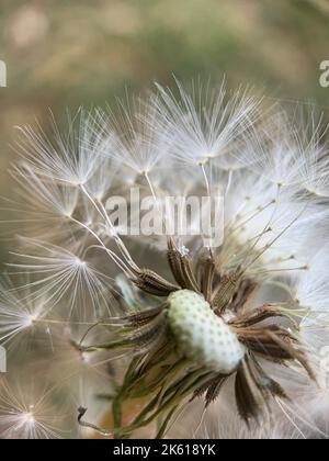 Un gros plan vertical d'un pissenlit commun, Taraxacum officinale Banque D'Images