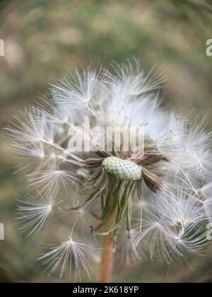 Un gros plan vertical d'un pissenlit commun, Taraxacum officinale Banque D'Images