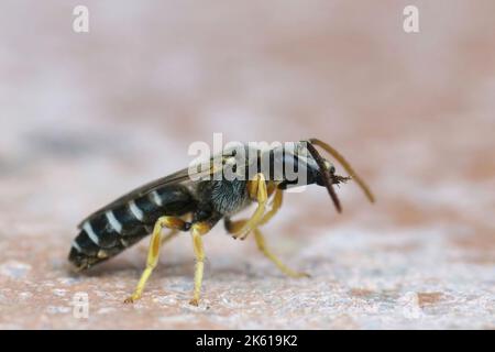 Un gros plan sur le côté d'une abeille solitaire à bandes en bout de sillon mâle sur le sol avec un arrière-plan flou Banque D'Images