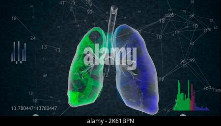 Rotation de 360 poumons polygonaux bas modèle 3D sur fond noir avec des nombres animés. Illustration 3D Banque D'Images