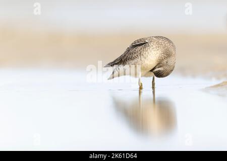 Un nœud rouge (Calidris canutus) se prêtant sur la plage le long de la mer Baltique. Banque D'Images