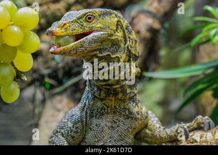 Pilsen, République tchèque. 11th octobre 2022. Moniteur de Gray (Varanus olivaceus) photographié au zoo de Plzen, République Tchèque, sur 11 octobre 2022. Crédit: Miroslav Chaloupka/CTK photo/Alamy Live News Banque D'Images