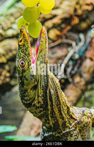 Pilsen, République tchèque. 11th octobre 2022. Moniteur de Gray (Varanus olivaceus) photographié au zoo de Plzen, République Tchèque, sur 11 octobre 2022. Crédit: Miroslav Chaloupka/CTK photo/Alamy Live News Banque D'Images