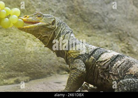 Pilsen, République tchèque. 11th octobre 2022. Moniteur de Gray (Varanus olivaceus) photographié au zoo de Plzen, République Tchèque, sur 11 octobre 2022. Crédit: Miroslav Chaloupka/CTK photo/Alamy Live News Banque D'Images