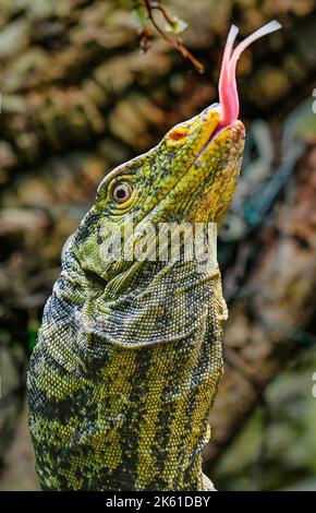 Pilsen, République tchèque. 11th octobre 2022. Moniteur de Gray (Varanus olivaceus) photographié au zoo de Plzen, République Tchèque, sur 11 octobre 2022. Crédit: Miroslav Chaloupka/CTK photo/Alamy Live News Banque D'Images