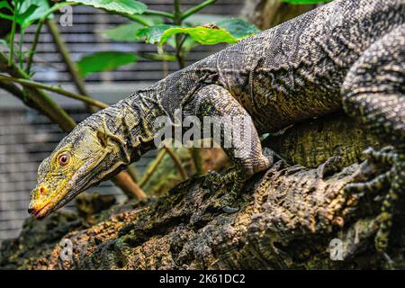 Pilsen, République tchèque. 11th octobre 2022. Moniteur de Gray (Varanus olivaceus) photographié au zoo de Plzen, République Tchèque, sur 11 octobre 2022. Crédit: Miroslav Chaloupka/CTK photo/Alamy Live News Banque D'Images