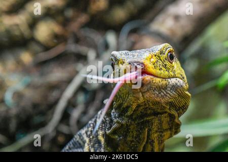 Pilsen, République tchèque. 11th octobre 2022. Moniteur de Gray (Varanus olivaceus) photographié au zoo de Plzen, République Tchèque, sur 11 octobre 2022. Crédit: Miroslav Chaloupka/CTK photo/Alamy Live News Banque D'Images