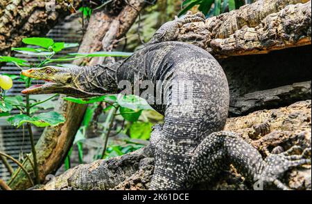 Pilsen, République tchèque. 11th octobre 2022. Moniteur de Gray (Varanus olivaceus) photographié au zoo de Plzen, République Tchèque, sur 11 octobre 2022. Crédit: Miroslav Chaloupka/CTK photo/Alamy Live News Banque D'Images