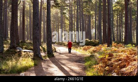 Loch an Eilein Aviemore Scotland automne et un marcheur sur le sentier à travers les pins Scots qui entourent le Loch Banque D'Images